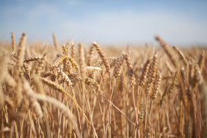 Fields of wheat in summer fully ripe